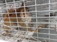 Squirrel Trapping and Removal