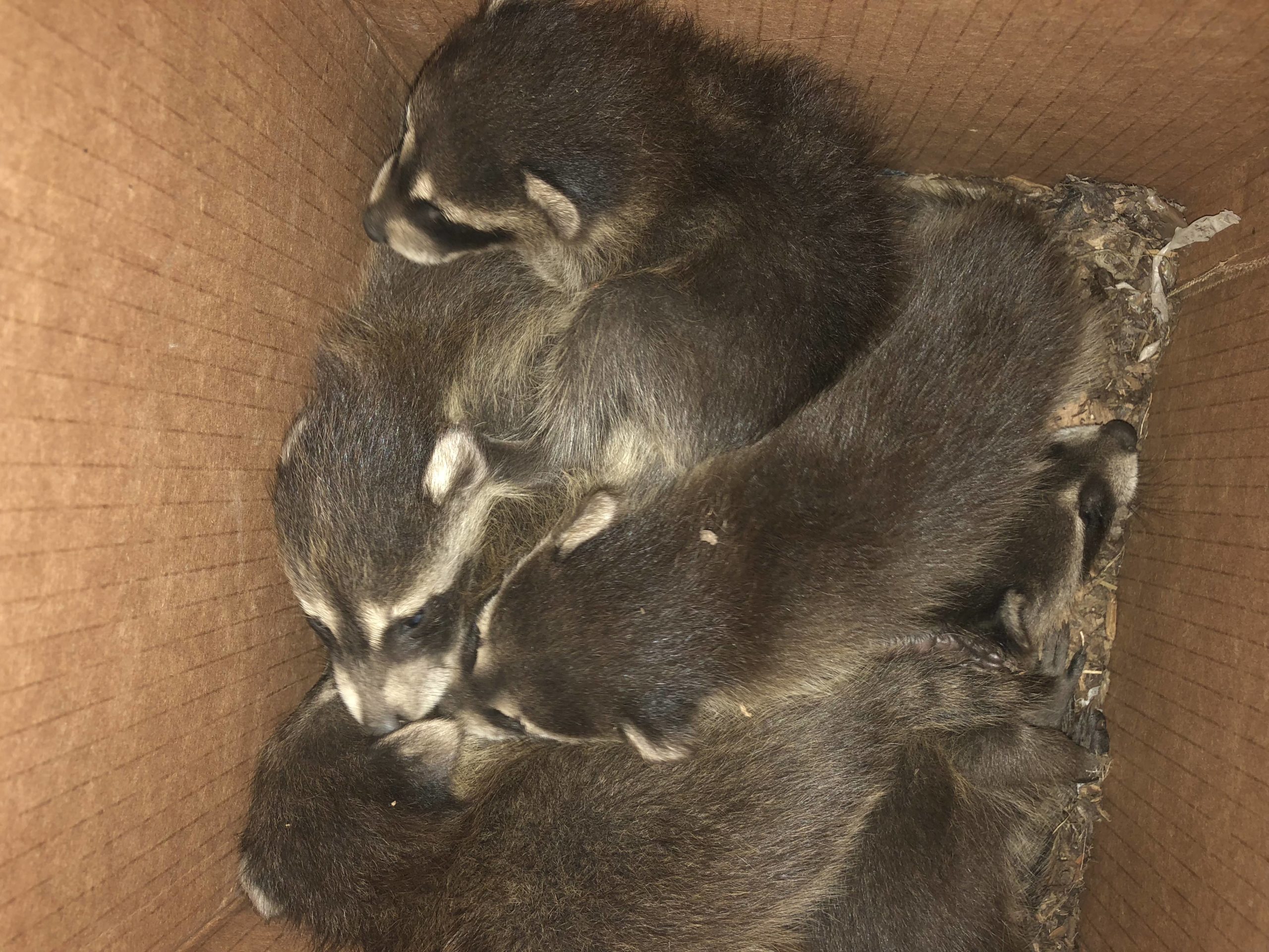 Raccoons in Crawl Space, Damage and Repairs in Murphy NC