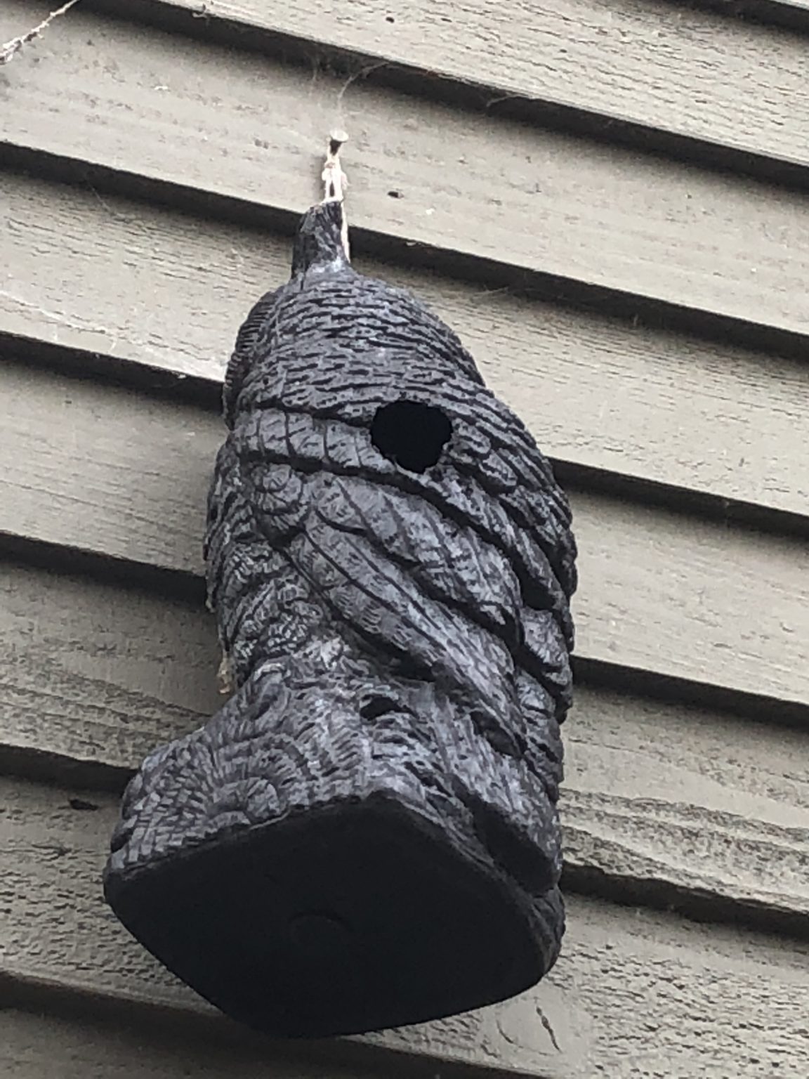 Woodpecker Control, Murphy, Woodpecker Removal